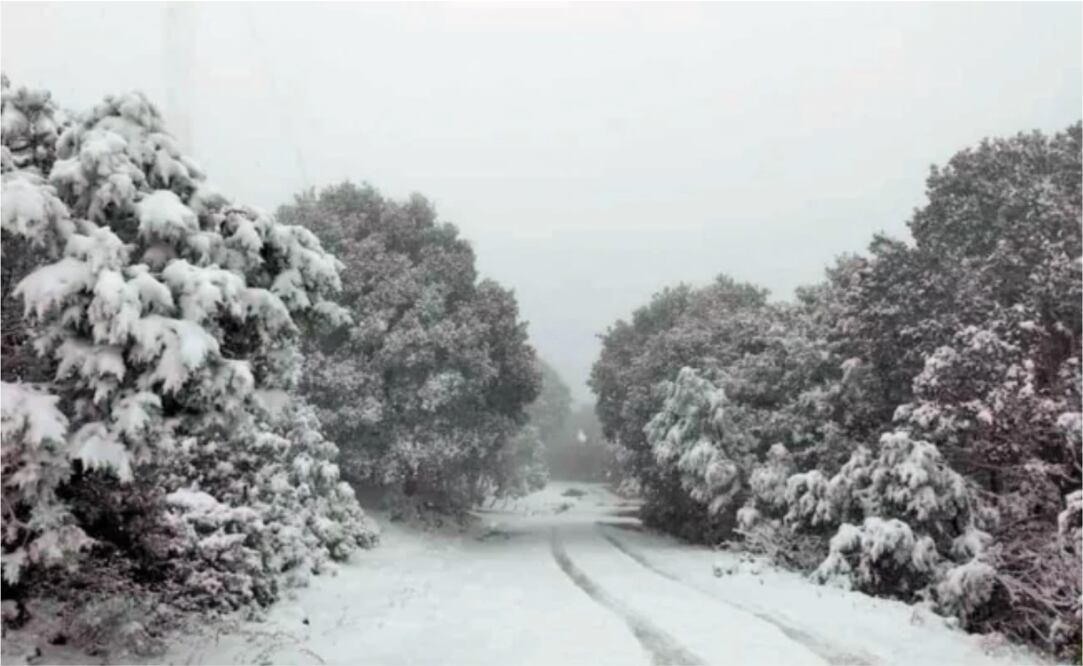 En Zacatecas se registraron nevadas en el Cerro El Papantón, ubicado en el municipio de Sombrerete y en zonas altas de Concepción del Oro. Foto/ESPECIAL