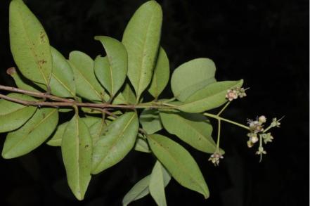 3 fascinantes plantas latinoamericanas recién descubiertas por la ciencia