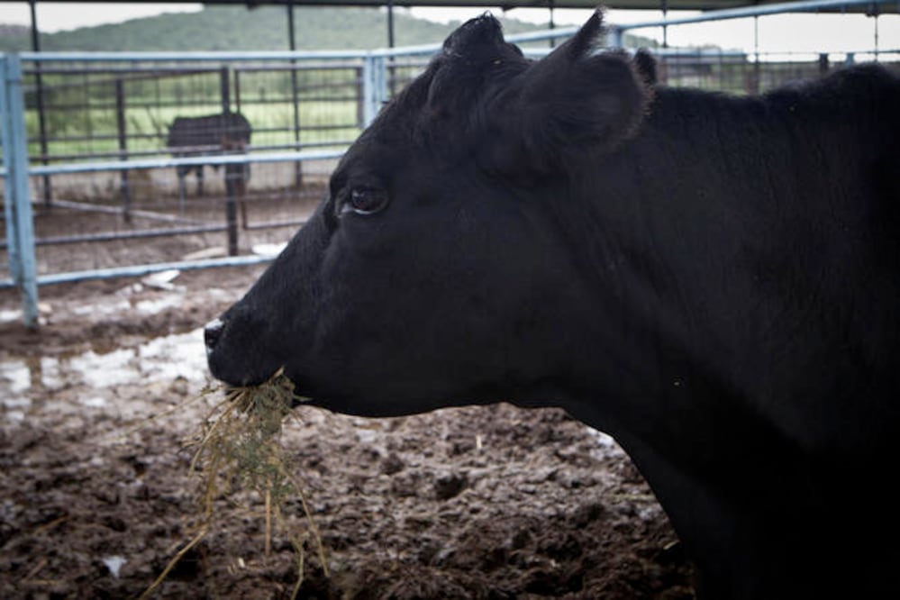 Foto: Archivo. El Universal