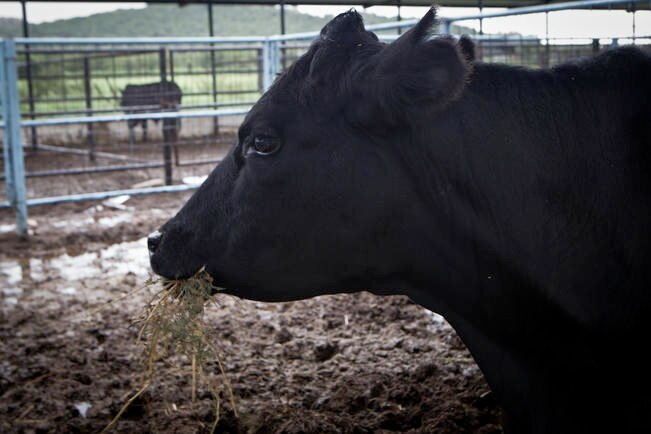 Foto: Archivo. El Universal
