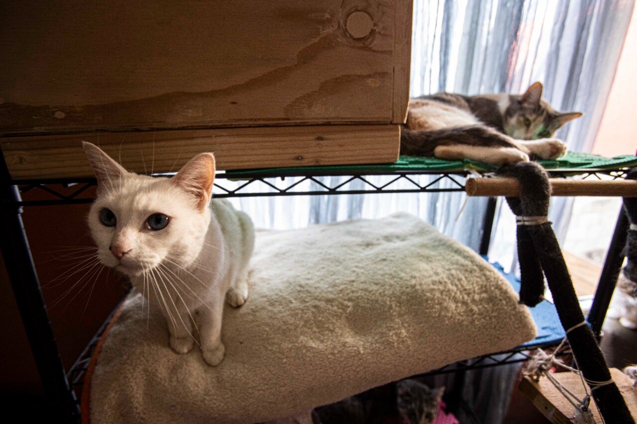 Encierro causa estrés en los gatos: experto