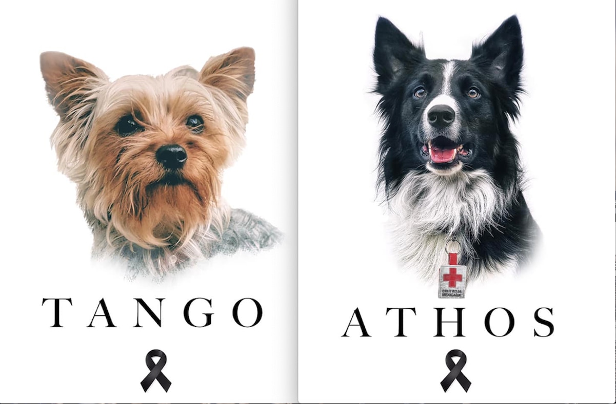 10 años de cárcel para quien causó la muerte de Athos y Tango en Querétaro 