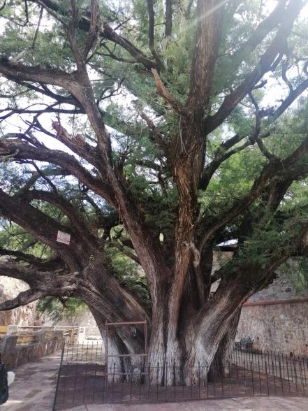 Vendimia 2022. Un viaje por vino artesanal desde 500 pesos a Villa Progreso, el pueblito “italiano” de Querétaro