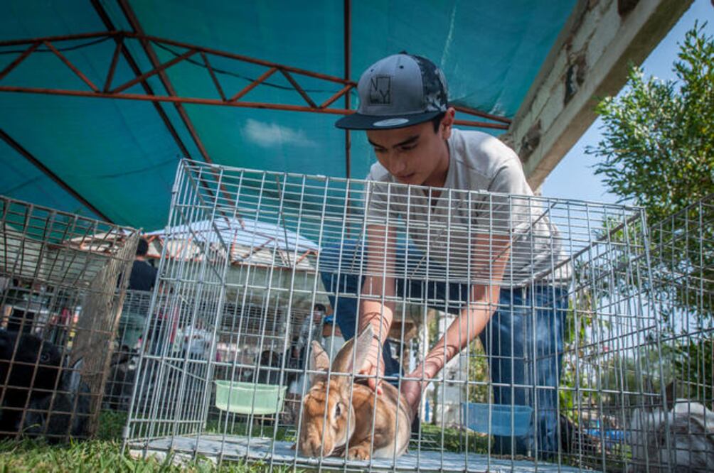 Los conejos serán una especie que favorecerá la lucha contra la inseguridad alimentaria en las zonas rurales y urbanas.