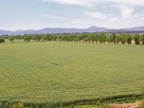 Duplicará rendimiento