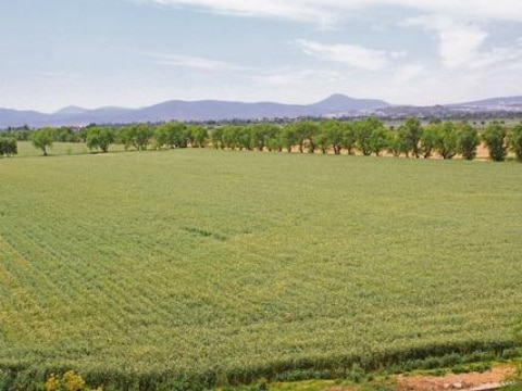 Duplicará rendimiento