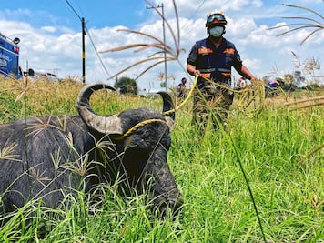 Ingresa un búfalo a la clínica 8 del IMSS en Querétaro