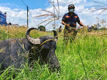 Ingresa un búfalo a la clínica 8 del IMSS en Querétaro