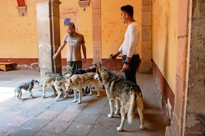 Celebran hoy a los caninos en el Museo de la Ciudad