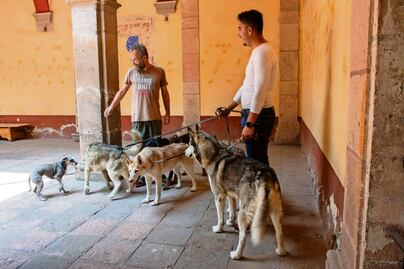 Celebran hoy a los caninos en el Museo de la Ciudad