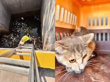 Rescatan a gatita atrapada en cárcamo en Paseos del Marqués