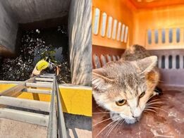 Rescatan a gatita atrapada en cárcamo en Paseos del Marqués