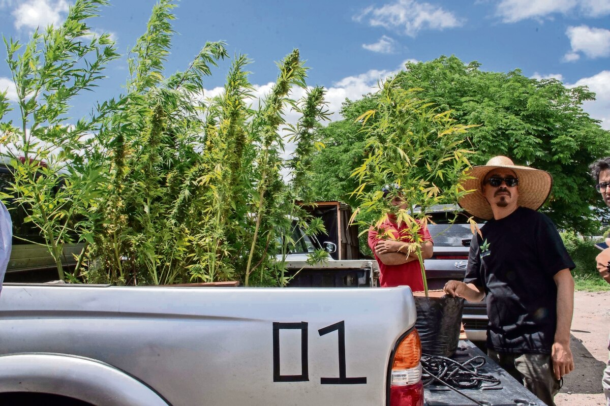  Investigarán propiedad curativa de la cannabis