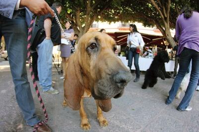 Un perro, más que una mascota 