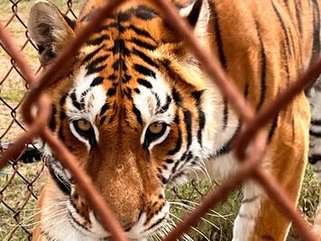 Video. Santuaai, el santuario de Querétaro que da refugio a los animales exóticos del país