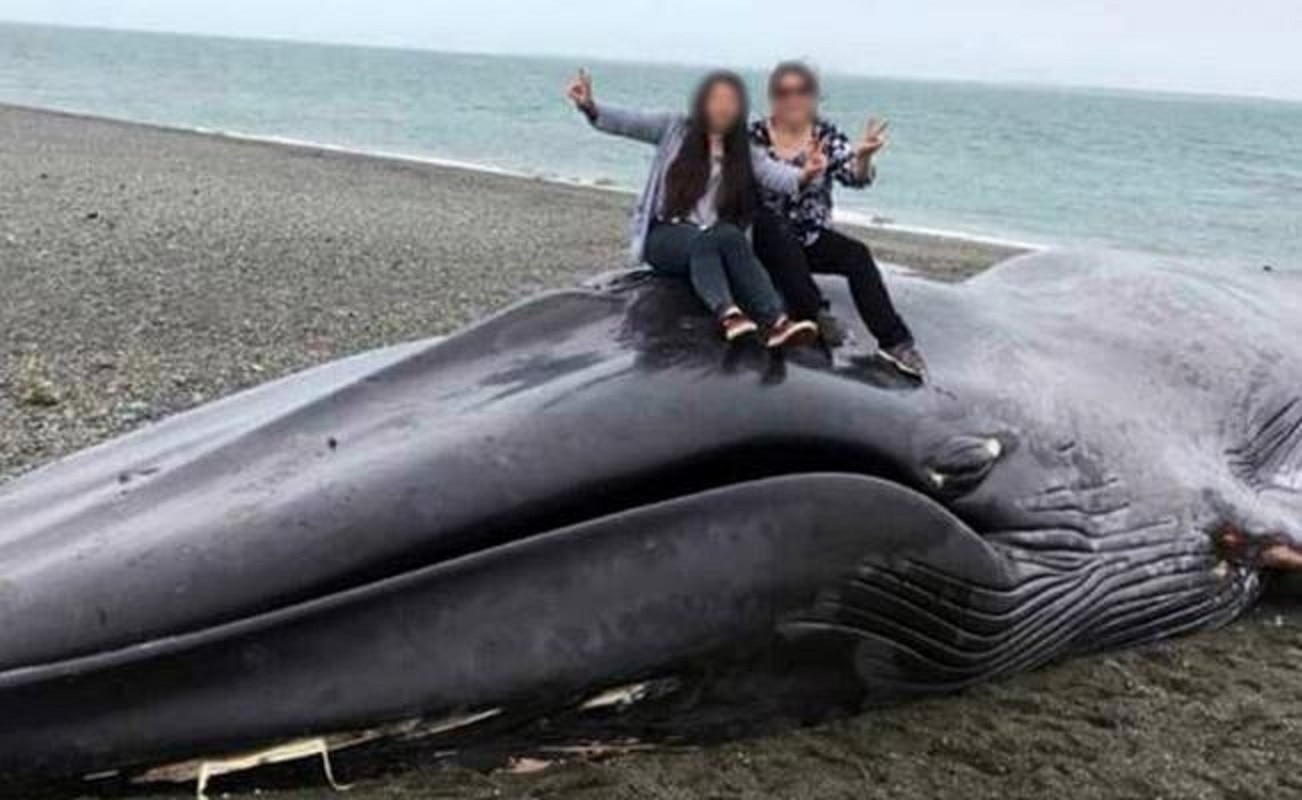 'Grafitean' con cuchillo a ballena varada en Chile y se toman selfie sobre ella