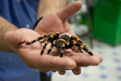 El Museo de Los Bichos en Querétaro abre sus puertas tras la pandemia del Covid-19 