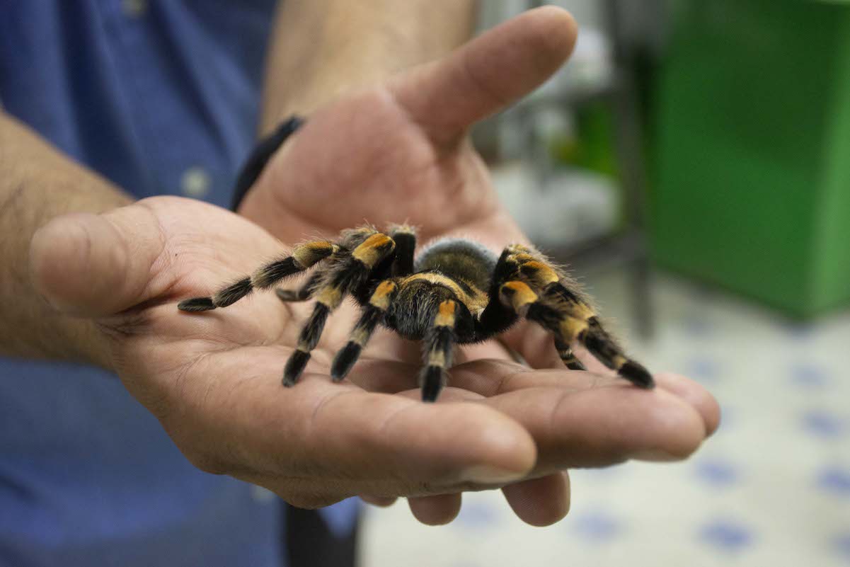El Museo de Los Bichos en Querétaro abre sus puertas tras la pandemia del Covid-19