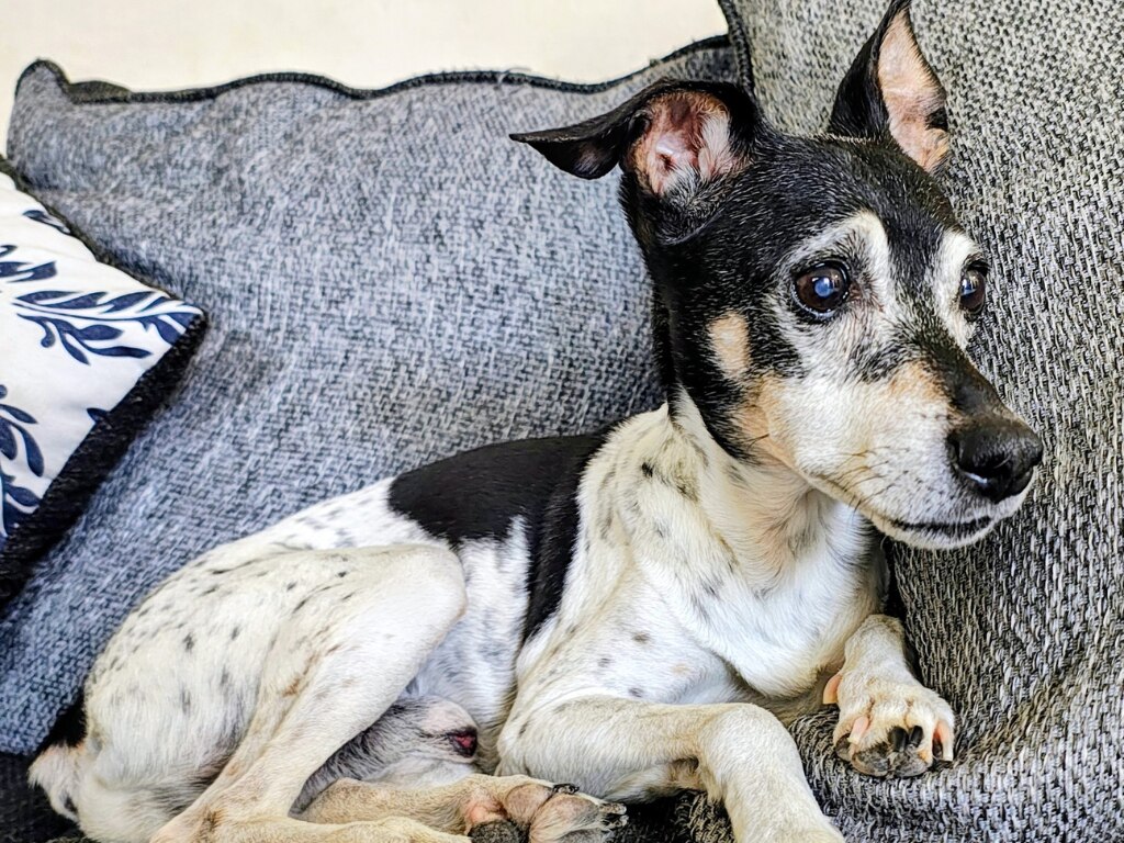 Buscan al perrito Ken, visto por última vez frente a Plaza del Parque en Querétaro