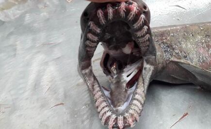 Encuentran tiburón "prehistórico" vivo en Portugal