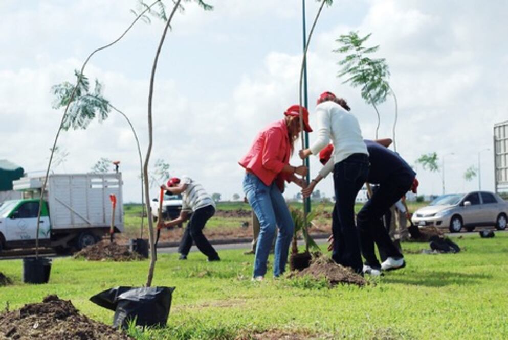 Sembrarán 9 mil árboles en el estado