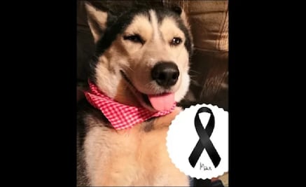 Muere Max, el perrito que vendía cupcakes para pagar su tratamiento médico