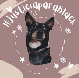 Piden justicia para Black; ingresó a una veterinaria en Querétaro y lo regresaron sin vida