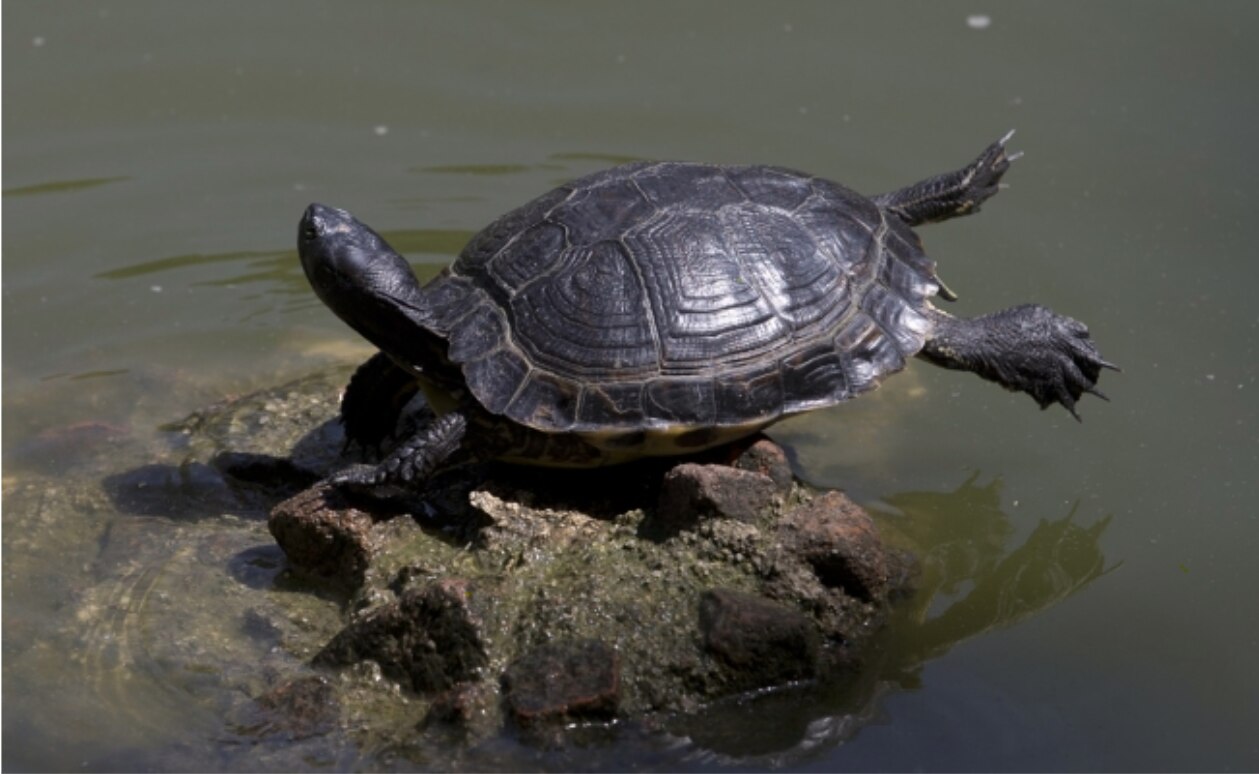 Muere bebé dominicana por ingerir sangre de tortuga para evitar Covid-19