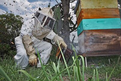 Querétaro reporta caída de 56.5% en producción apícola 