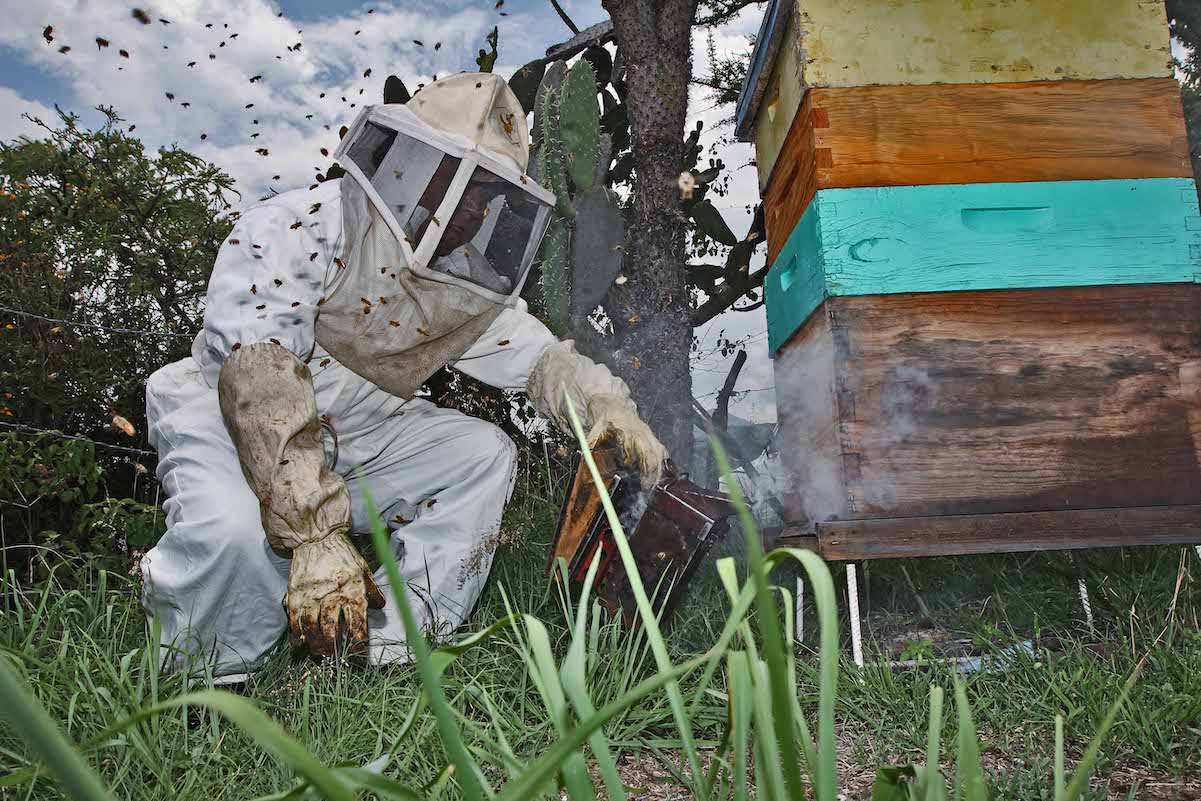 Querétaro reporta caída de 56.5% en producción apícola