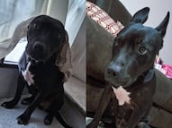 Buscan a Kiara, perrita extraviada el 09 de junio en Corregidora