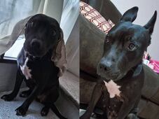 Buscan a Kiara, perrita extraviada el 09 de junio en Corregidora