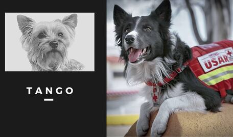 Hasta 5 años de prisión recibiría responsable de envenenar a los perros Athos y Tango