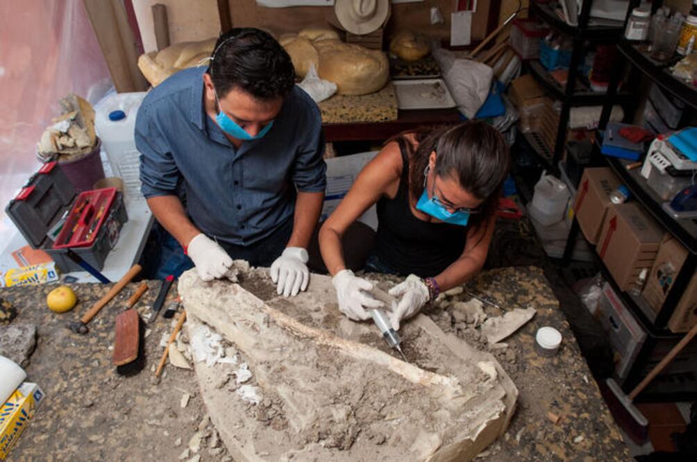 Limpian los restos de un mamut localizado en Huimilpan en 2013 y, una vez terminada su labor, será expuesto (RICARDO LUGO)