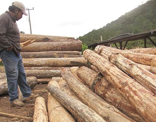 Trabajan en pro del ambiente