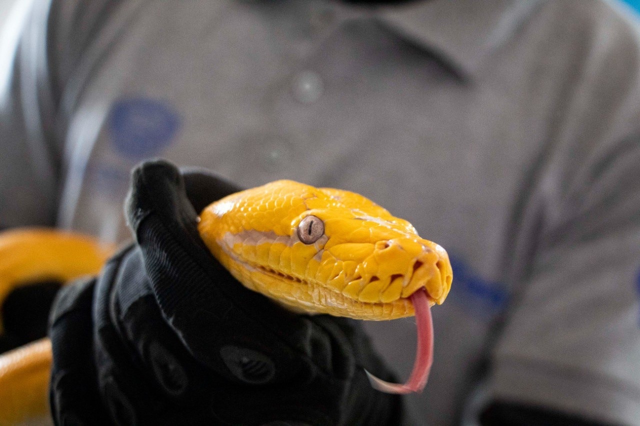 Video. Hallan serpiente pitón en una casa de Querétaro