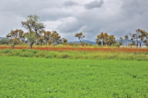 Lluvias no han afectado plantíos