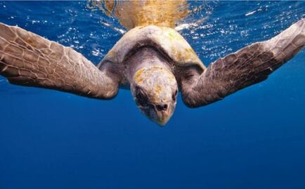 El documental crece en streaming