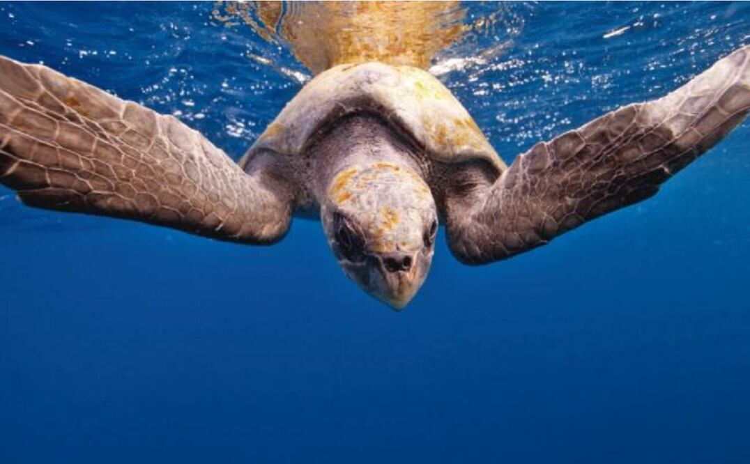 ARTE DIGITAL STAFF EL UNIVERSAL