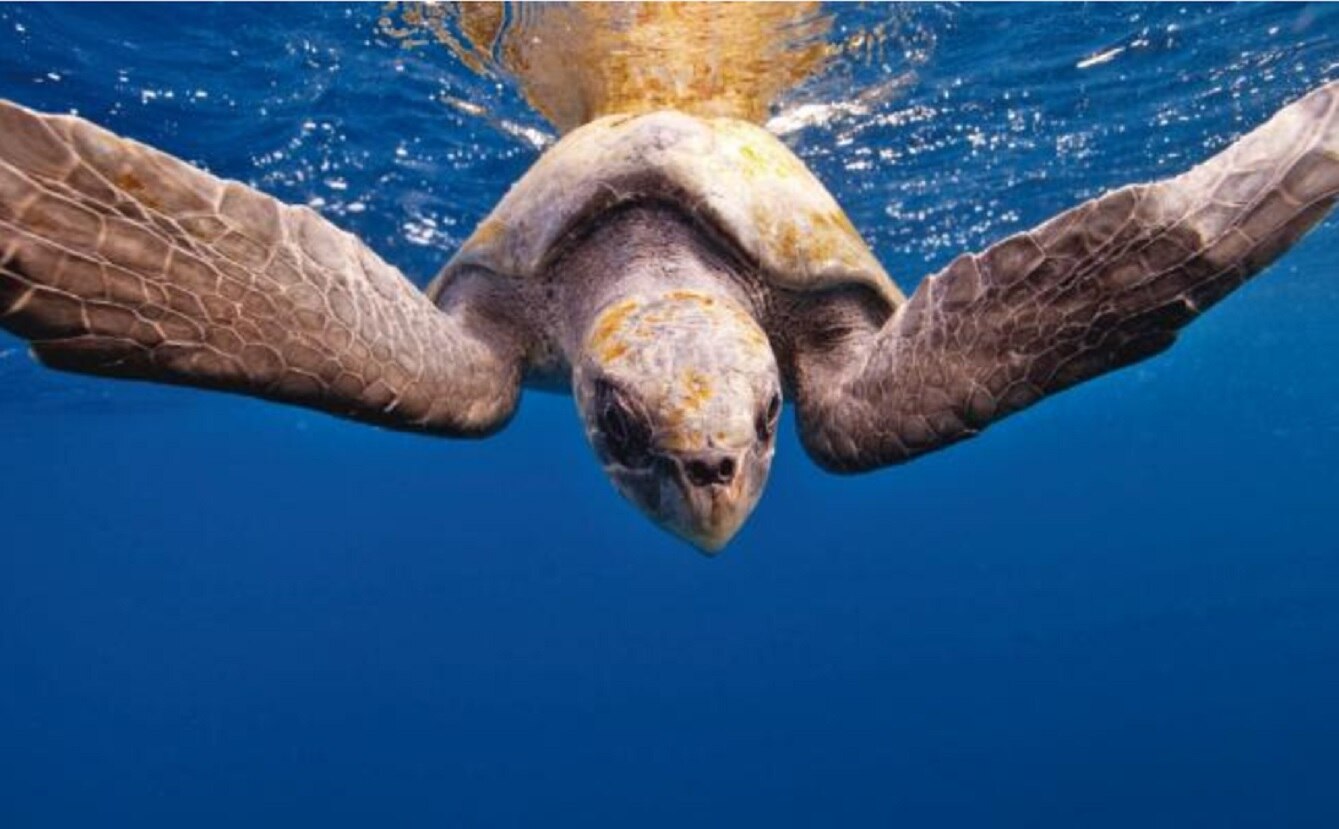 El documental crece en streaming