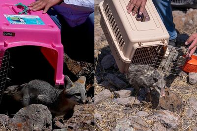 IMPA libera un zorro, un cacomixtle y un tlacuache en reserva natural protegida de Querétaro