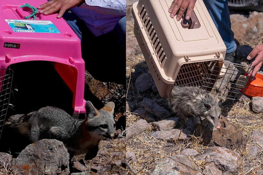 Foto: Gobierno Municipal de El Marqués