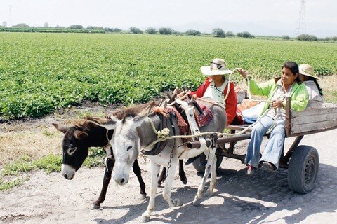 Cableros quieren dar telefonía móvil