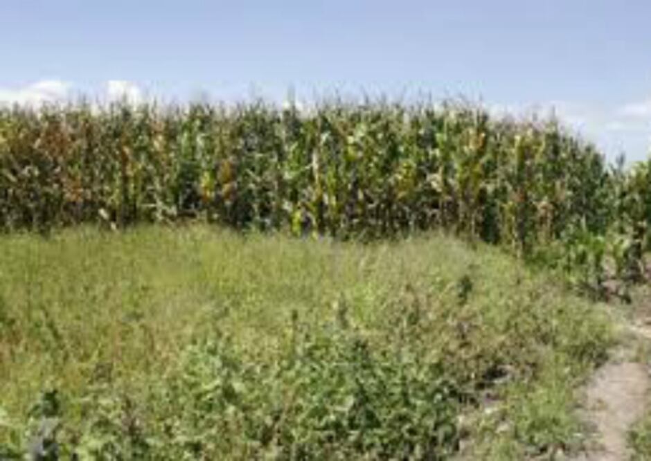 Se atrasa Iniciativa de Desarrollo Rural 