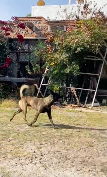 Buscan a Kimbo; lo robaron en Tequisquiapan 