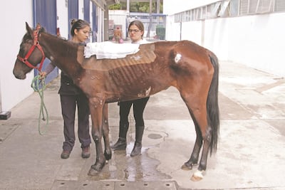 Mixtli vuelve a relinchar tras cruel trato