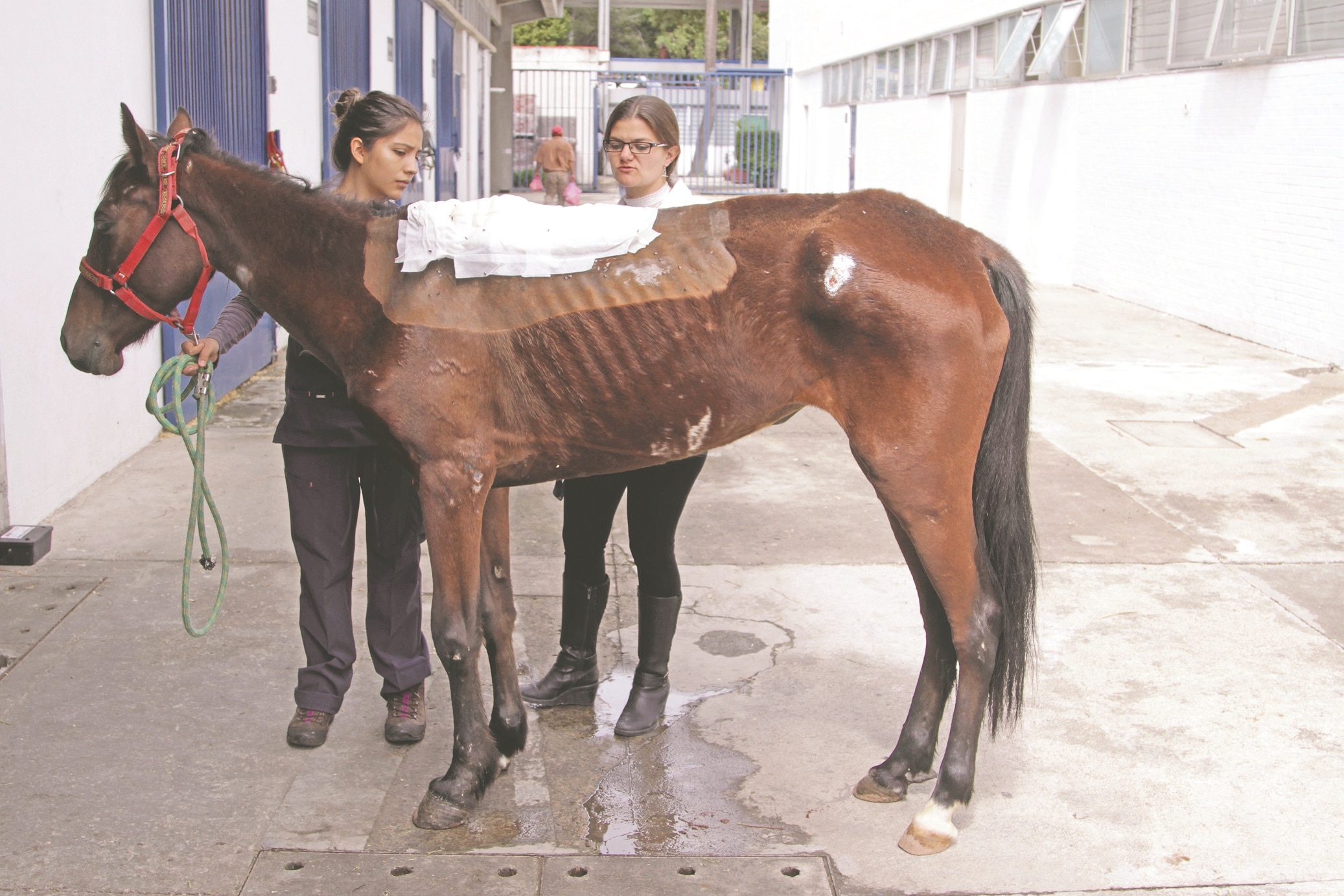 Mixtli vuelve a relinchar tras cruel trato