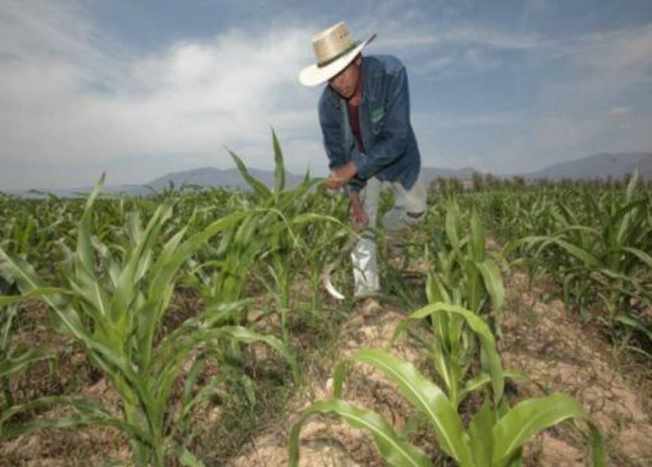 Campesinos están en rezago en Querétaro