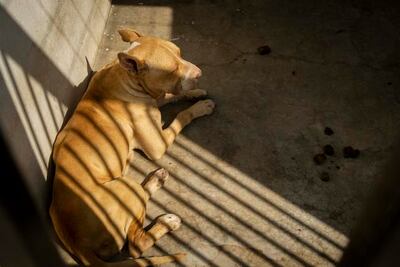 Buscan tener unidad de control animal