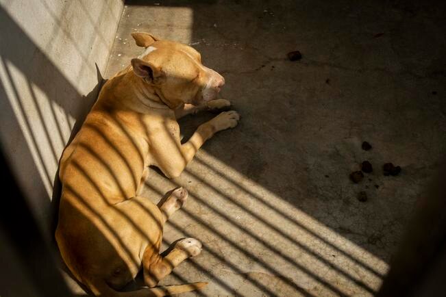 Buscan tener unidad de control animal